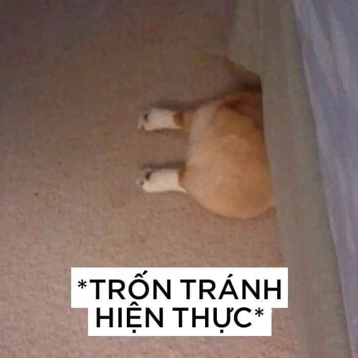 Meme ⚡ Chú chó chui gầm giường trốn tránh hiện thực