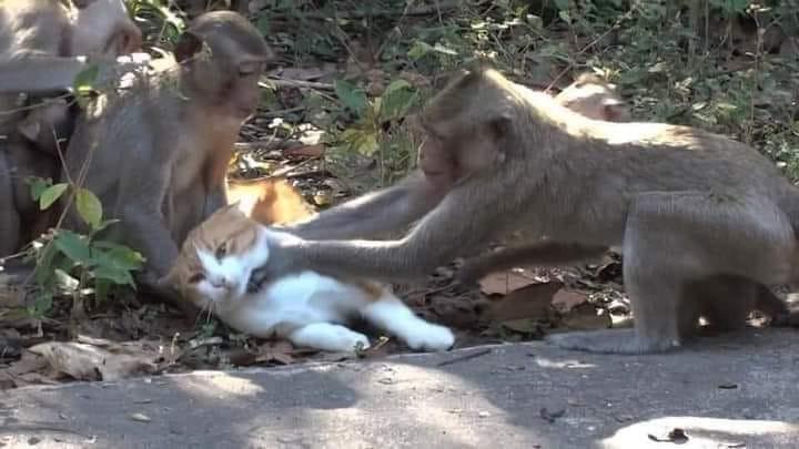 Meme ⚡ 2 con khỉ bóp cổ con mèo