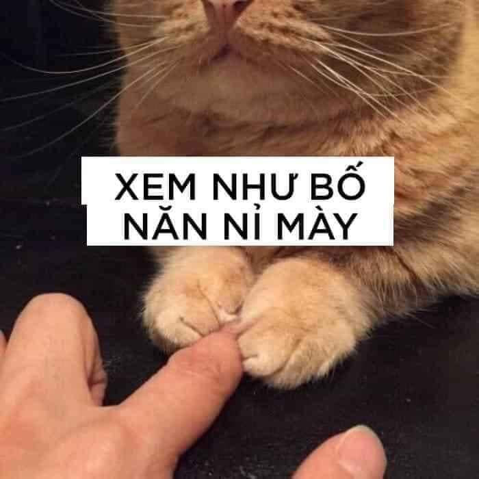 Meme ⚡ Xem như bố năn nỉ mày