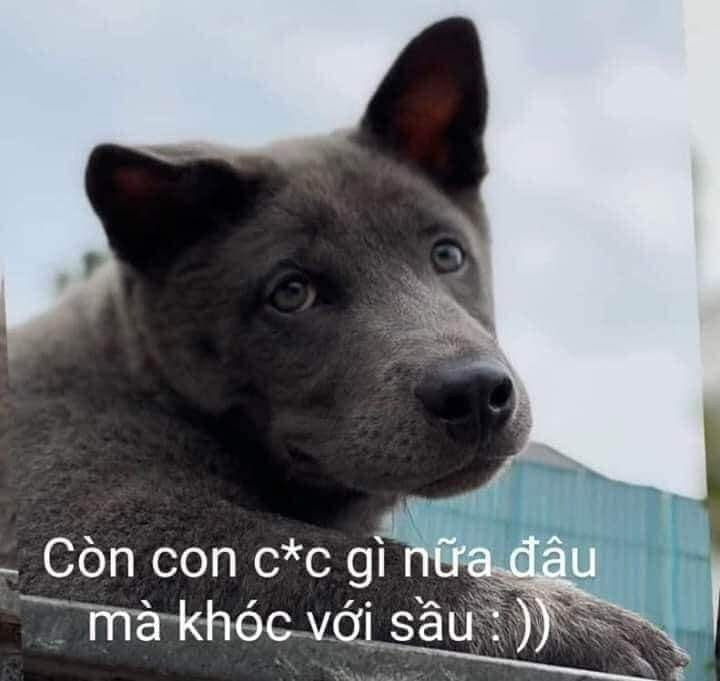 Meme ⚡ Còn gì nữa đâu mà khóc với sầu – Dúi