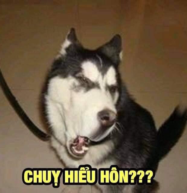 Meme ⚡ Chuỵ hiểu hôn – chị hiểu không?