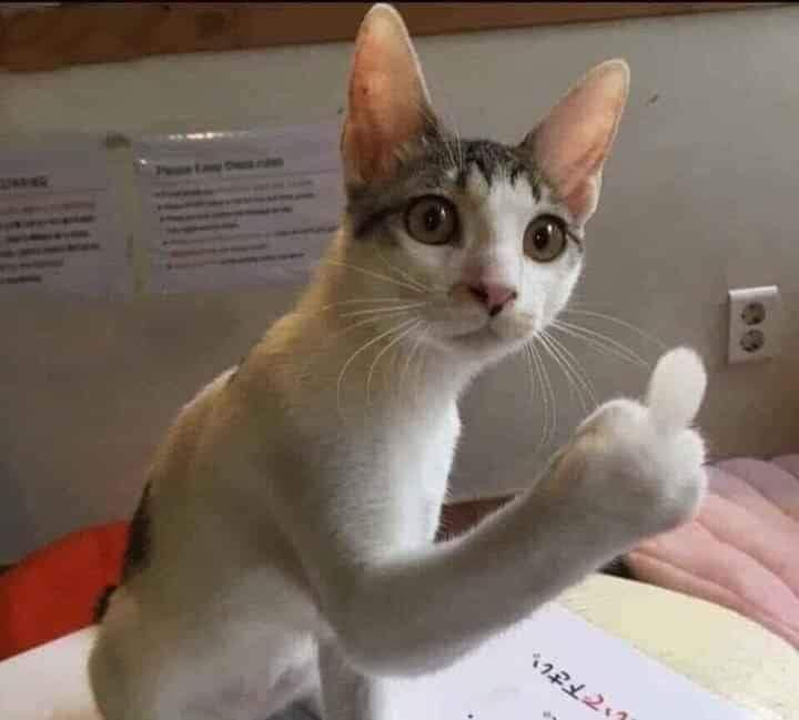 Meme ⚡ Hình ảnh chú mèo đưa ngón tay thối