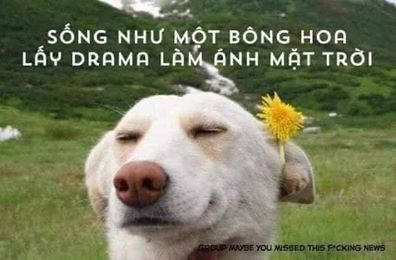 Meme ⚡ Sống như một bông hoa, lấy drama làm ánh mặt trời – chó cài hoa