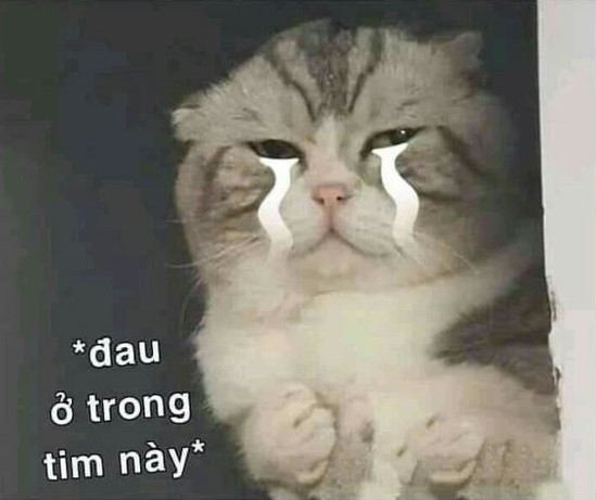 Meme ⚡ Đau ở trong tim này – mèo con