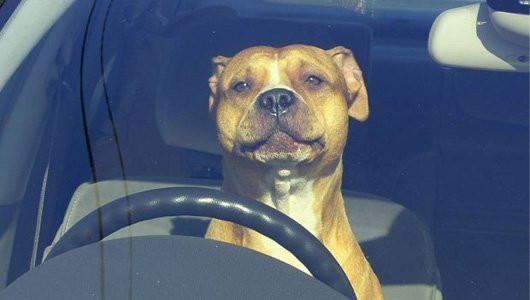 Meme ⚡ Ảnh chó lái xe – lái xe như chó