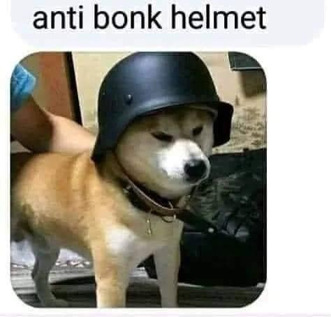 Meme ⚡ Anti bonk helmet – chó đội mũ bảo hiểm chống bonk