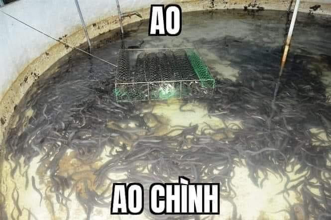 Meme ⚡ Ao – ao chình – ao cá chình (out trình)