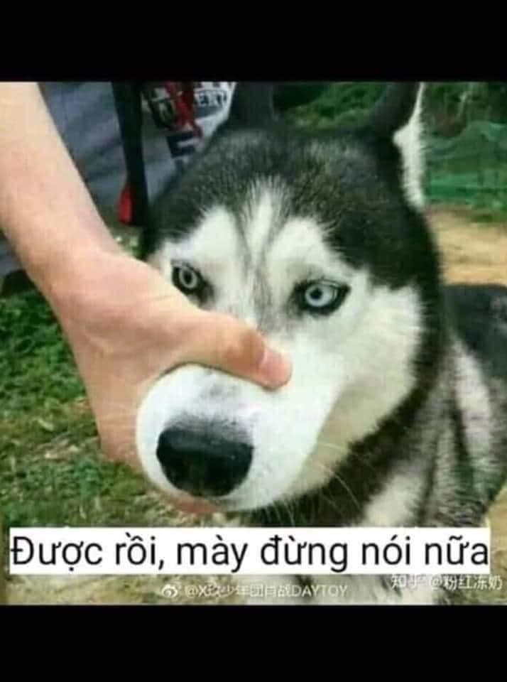 Meme ⚡ Bóp mõm chó: được rồi mày đừng nói gì nữa