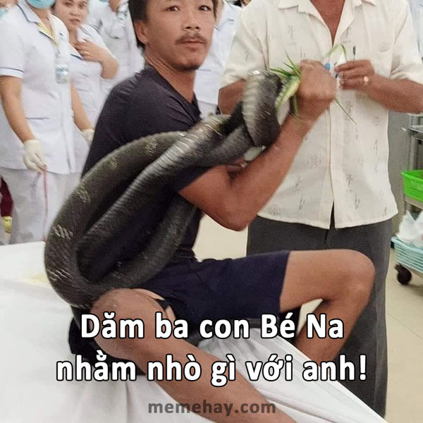 Meme ⚡ Dăm ba con Bé Na nhằm nhò gì – bị rắn hổ mang cắn mang luôn rắn đến bệnh viện