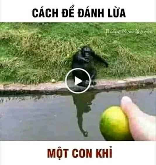 Meme ⚡ Cách để lừa một con khỉ