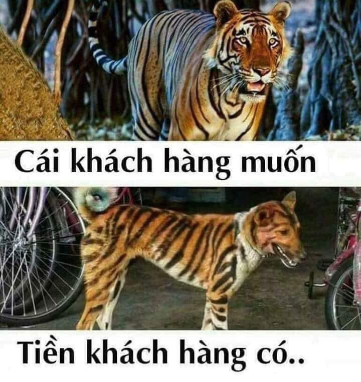 Meme ⚡ Cái khách hàng muốn là hổ thật, tiền khách hàng có là chó giả hổ