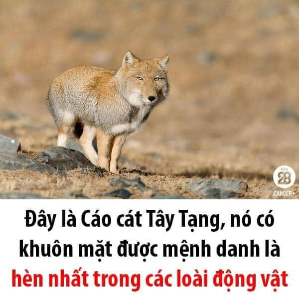 Meme ⚡ Cáo cát Tây Tạng có khuôn mặt hèn nhất trong các loài động vật