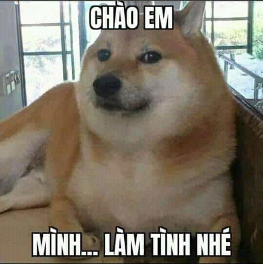 Meme ⚡ Ảnh chó nói chào em, mình làm tình nhé