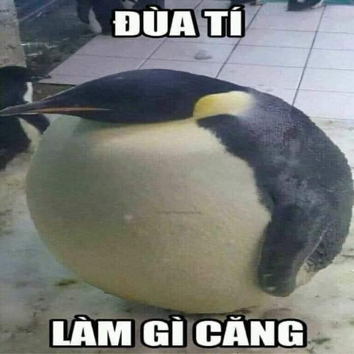 Meme ⚡ Chim cánh cụt béo ú: đùa tí làm gì căng?