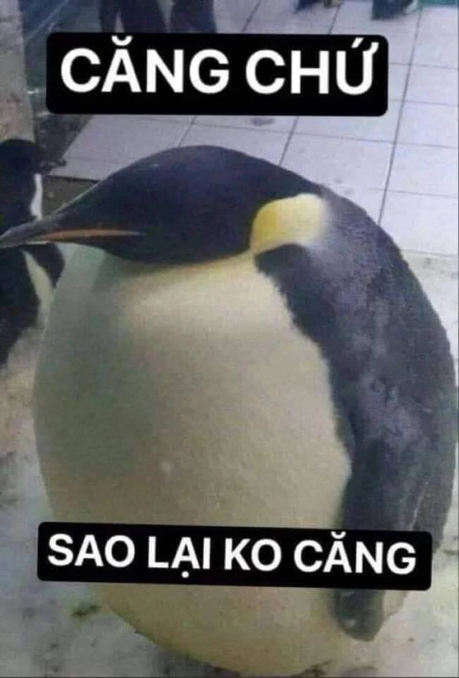 Meme ⚡ Chim cánh cụt căng tròn nói căng chứ, sao lại không căng?