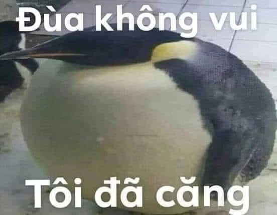 Meme ⚡ Chim cánh cụt đùa không vui, tôi đã căng