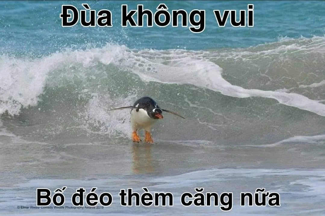 Meme ⚡ Chim cánh cụt lướt sóng nói đùa không vui, bố đéo thèm căng nữa