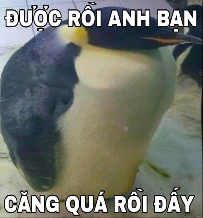 Meme ⚡ Chim cánh cụt nói được rồi anh bạn, căng quá rồi đấy