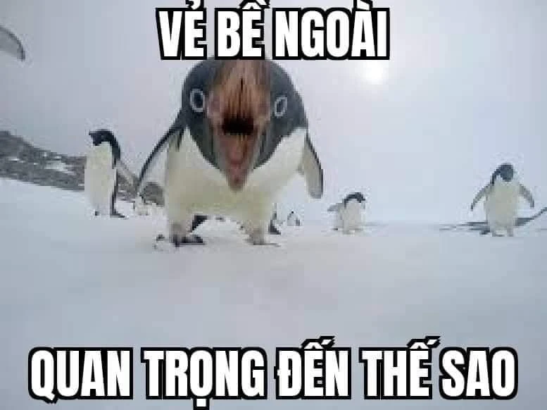 Meme ⚡ Chim cánh cụt nói vẻ bề ngoài quan trọng đến thế sao?