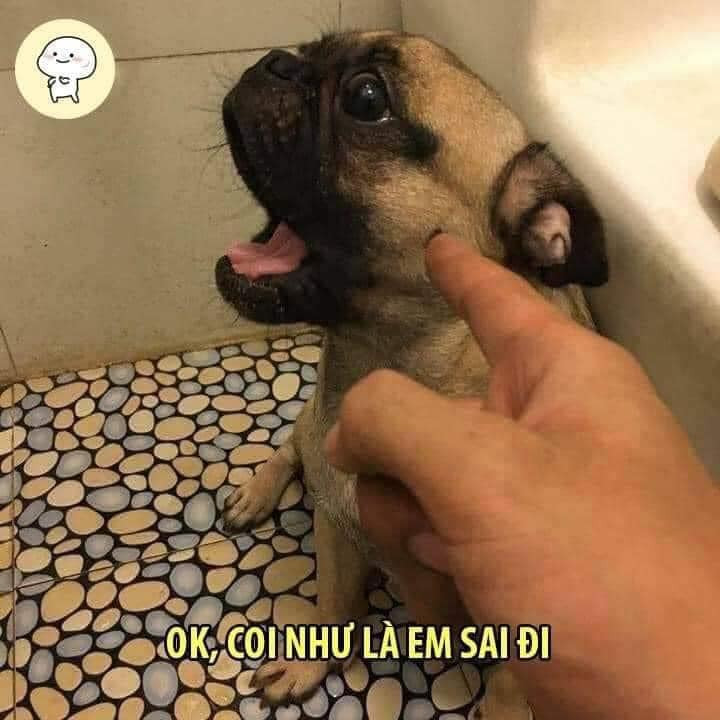 Meme ⚡ Chó bị chỉ mặt: Ok coi như là em sai đi