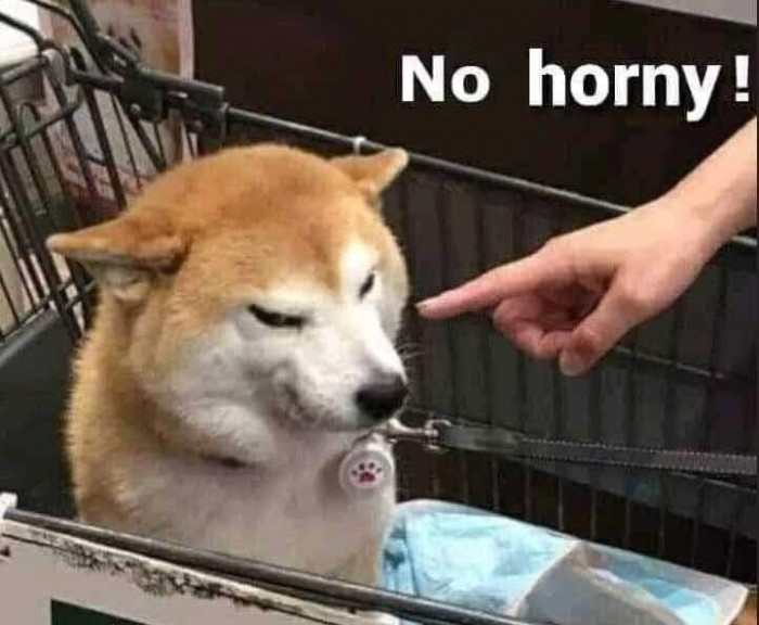 Meme ⚡ Chó bị chỉ vào mặt nói no horny!