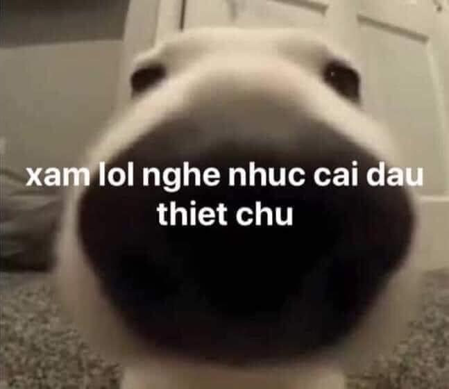 Meme ⚡ Chó chúi mũi: xam lol nghe nhuc cai dau thiet chu