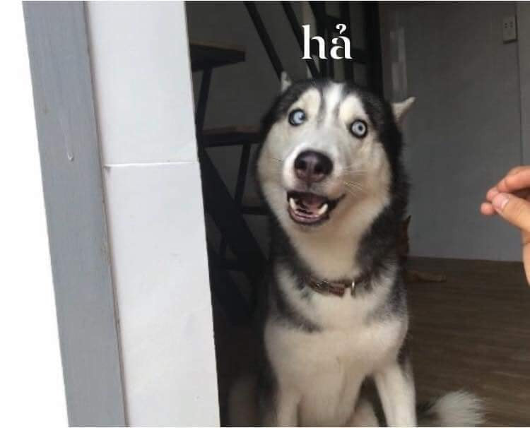 Meme ⚡ Chó Husky mặt ngu nói hả