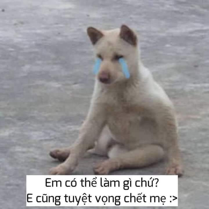 Meme ⚡ Chó khóc lóc em có thể làm gì chứ, em cũng tuyệt vọng chết mẹ