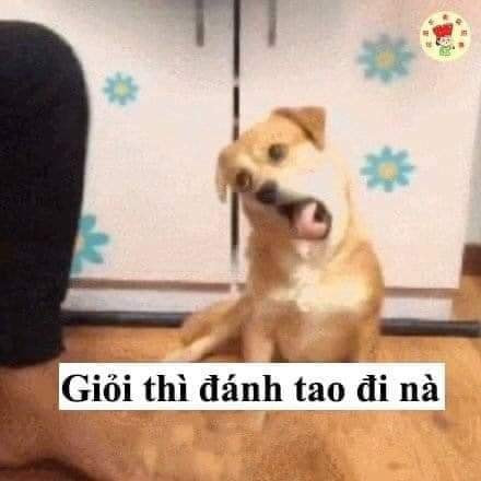 Meme ⚡ Chó nghiêng đầu nói giỏi thì đánh tao đi nà