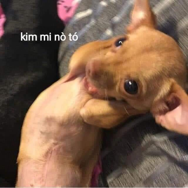 Meme ⚡ Chó ôm đầu hát bài kim mi nò tó