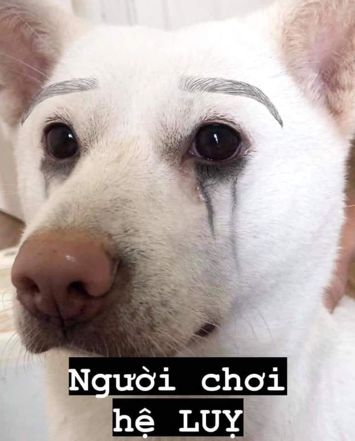 Meme ⚡ Chó trắng mặt buồn người chơi hệ lụy