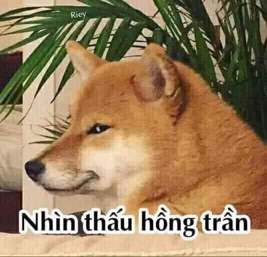 Meme ⚡ Chó vàng lườm nguýt nhìn thấu hồng trần