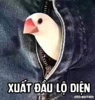 Meme ⚡ Chú chim trong quần ngoi ra khóa quần đầu xuất đầu lộ diện