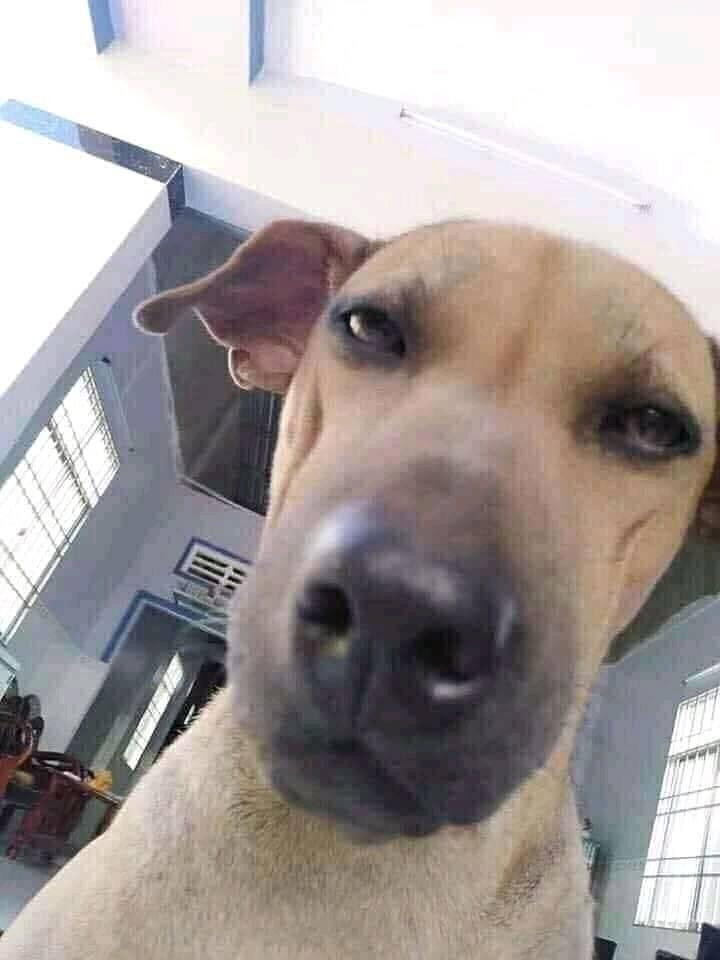 Meme ⚡ Chú chó vàng chụp ảnh selfie mặt đần thối