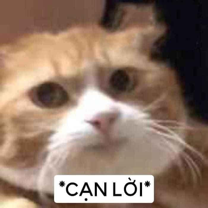 Meme ⚡ Chú mèo vàng bất lực nói cạn lời