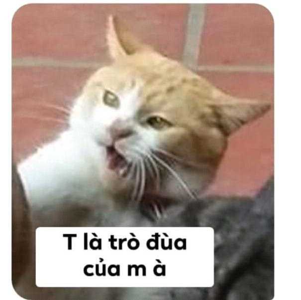 Meme ⚡ Mèo nói tao là trò đùa của mày à?