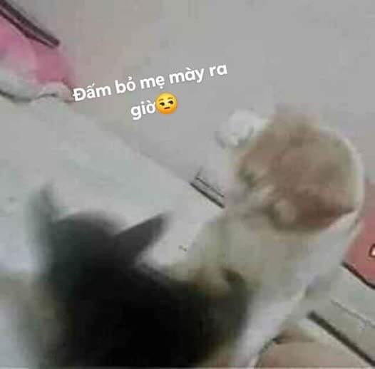 Meme ⚡ Đấm bỏ mẹ mày ra giờ – mèo đánh nhau