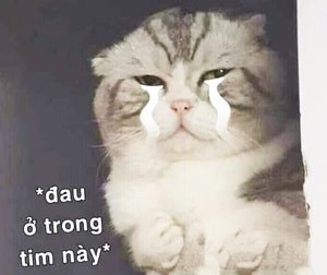 Meme ⚡ Đau ở trong tim này – mèo khóc hai hàng nước mắt