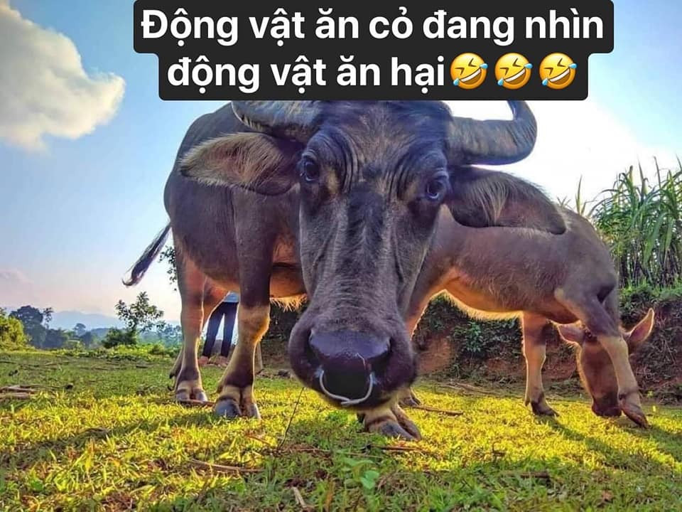 Meme ⚡ Động vật ăn cỏ đang nhìn động vật ăn hại