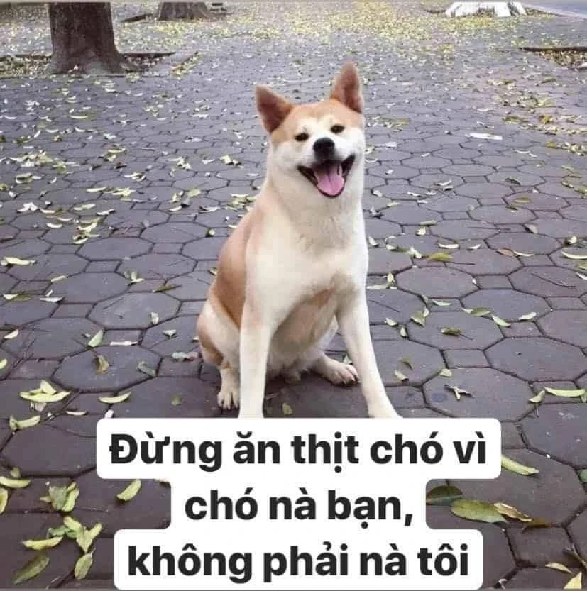 Meme ⚡ Đừng ăn thịt chó vì chó là bạn, không phải là tôi