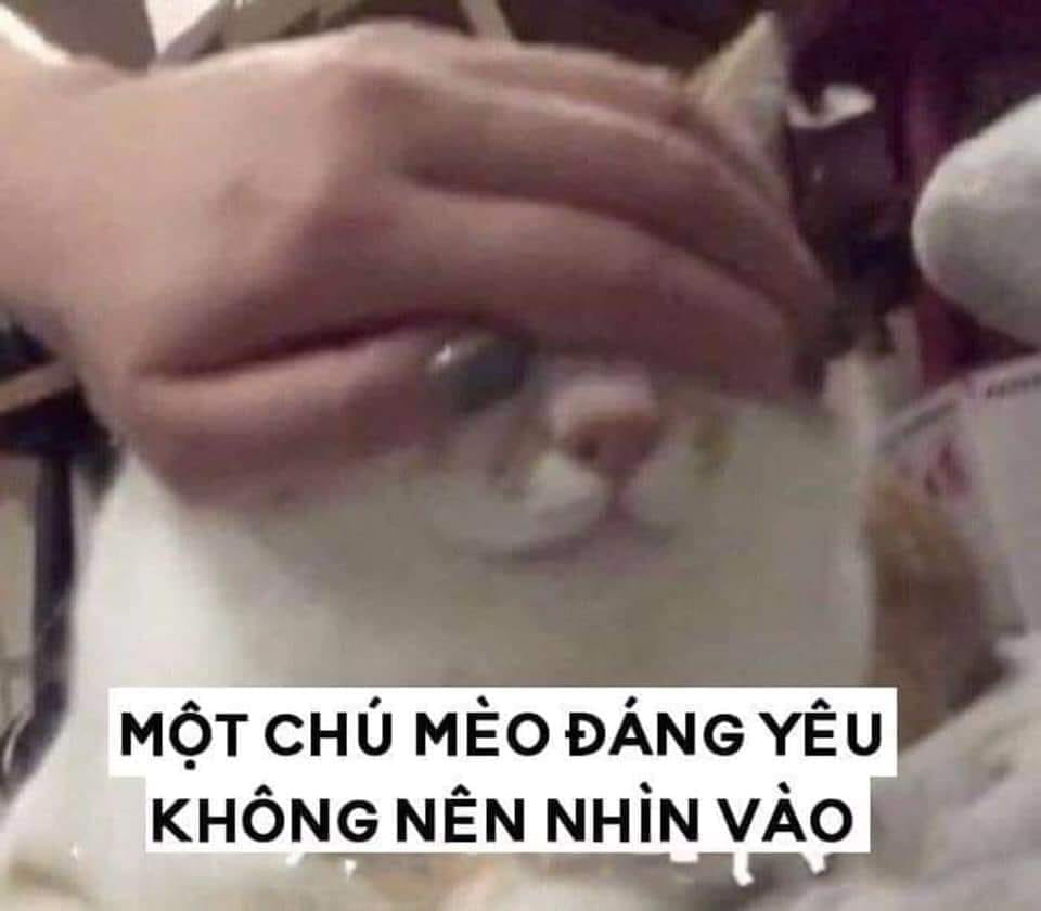 Meme ⚡ Một chú mèo đáng yêu không nên nhìn vào, mèo bị che mắt