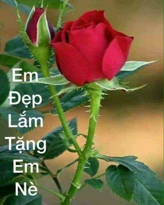 Meme ⚡ Em đẹp lắm tặng em hoa hồng đỏ nè