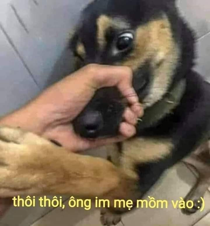 Meme ⚡ Thôi ông im mẹ mồm vào – bịt mồm con chó