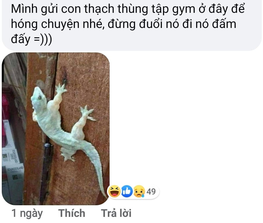 Meme ⚡ Gửi con thạch sùng ở đây để nó hóng chuyện, đừng đuổi nó đi nó đấm đấy