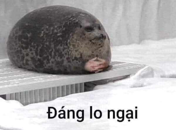 Meme ⚡ Hải cẩu đan tay vào nhau: đáng lo ngại