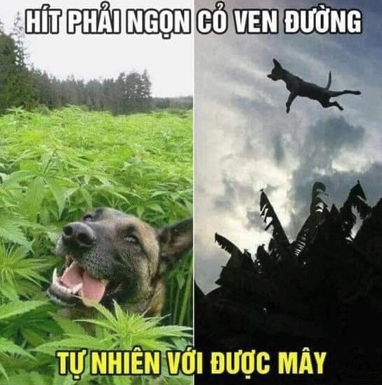 Meme ⚡ Hít phải ngọn cỏ ven đường tự nhiên với được mây