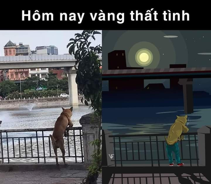 Meme ⚡ Hôm nay vàng thất tình, chú chó tựa lan can nhìn xa xăm