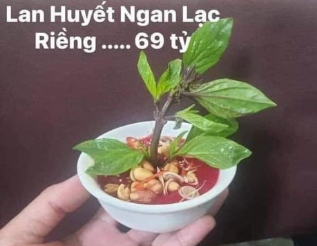 Meme ⚡ Lan Huyết Ngan Lạc Riềng 69 tỷ (tiết canh ngan rau húng)