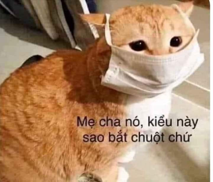 Meme ⚡ Mẹ cha nó kiểu này sao bắt chuột chứ – mèo đeo khẩu trang