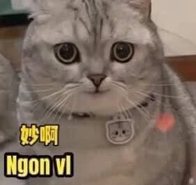 Meme ⚡ Mèo cười mỉm nói ngon vl